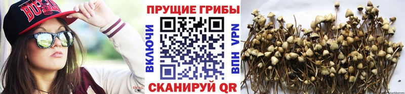Галлюциногенные грибы GOLDEN TEACHER  Майский 